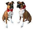 Red Sparkle Dog Unisex Bow/Bow Tie