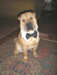 Broncio wearing a dog bowtie